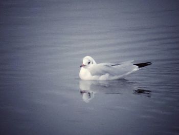 Seagull flying over lake