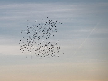 Low angle view of birds flying in sky