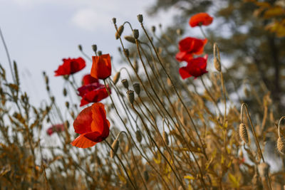 Close-up of red poppy flowers