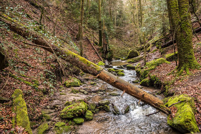 Plants growing by stream in forest