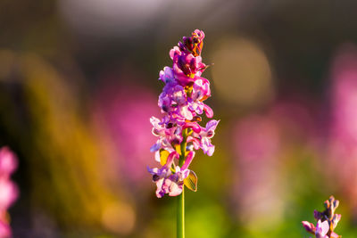 Close-up of purple flowering plant