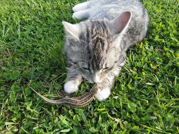 Cat playing with lizard on ground