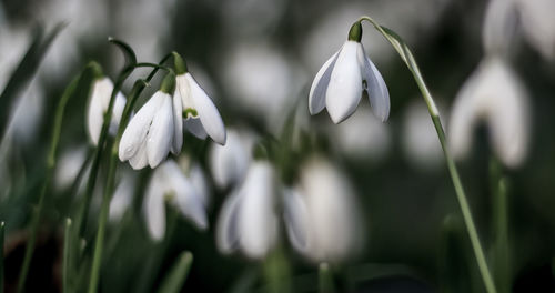 Close-up of white flowers blooming outdoors