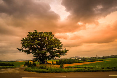 Tree on field against sky during sunset