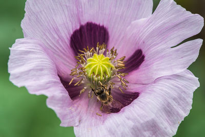 Close up of purple flower