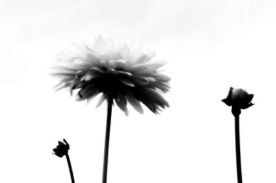 Low angle view of flowers against clear sky