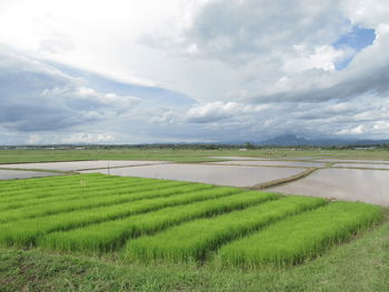 Scenic view of rice field against sky