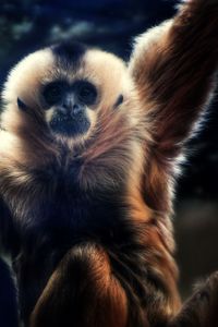 Close-up of monkey looking away in zoo