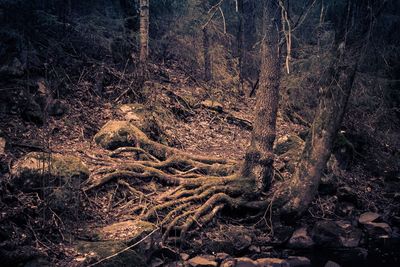 Trees in forest