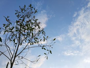 Low angle view of tree against sky