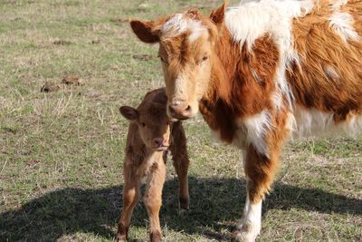 Baby cow standing next to the mom