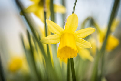 Close-up of yellow daffodil flower