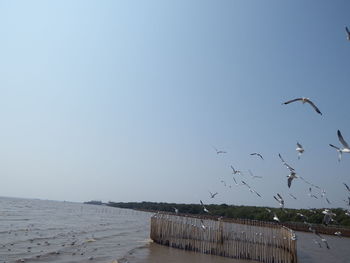 Birds flying over beach against clear sky