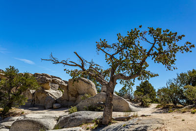 Rock formation by trees against blue sky