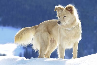 White dog standing on snow covered landscape during winter