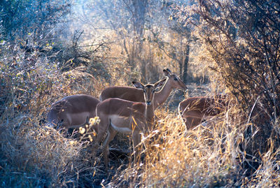 Four deer on field