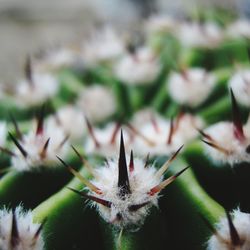 Close-up of flowers