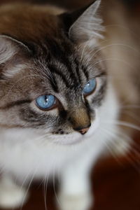 Close-up portrait of cat