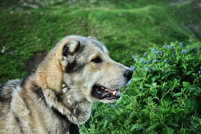 Close-up of dog on grass