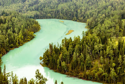 High angle view of river flowing through green forest