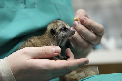 Cropped hands of woman holding meerkat