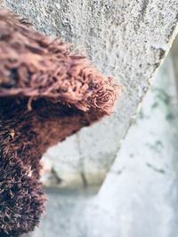 Close-up of lizard on rock