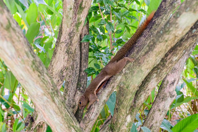 Close-up of squirrel on tree trunk