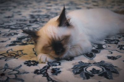 Close-up of a cat resting