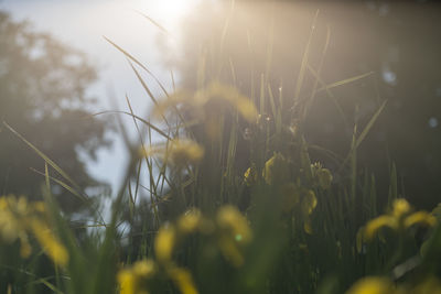 Close-up of flowering plants on land