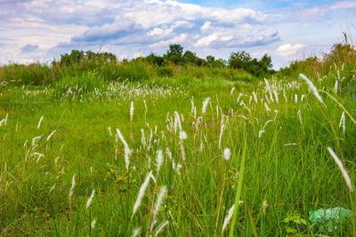 Crops growing on field against sky