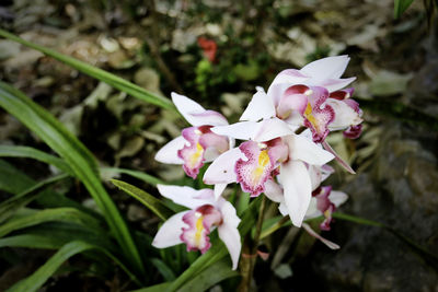 Close-up of pink flowers blooming outdoors