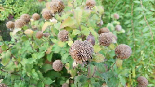 Close-up of plants