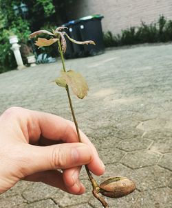 Close-up of hand holding food