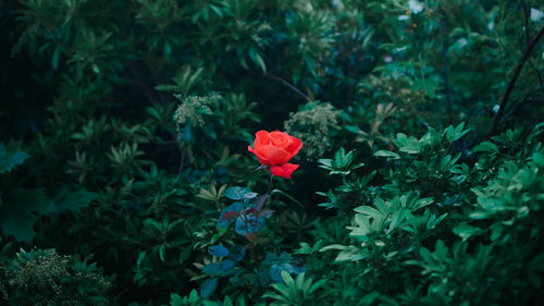 Close-up of red flowering plant