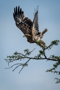 Low angle view of bird flying against sky