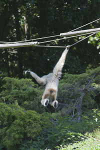 Rear view of monkey hanging to rope in forest