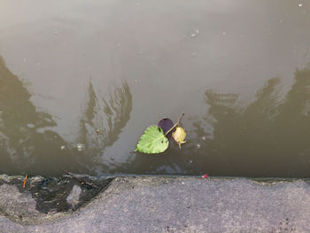 Leaves floating on water