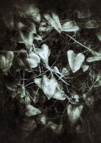 Digital composite image of plants
