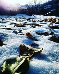 Close-up of dry leaves on snow covered land