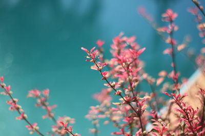 Close-up of pink flowering plant
