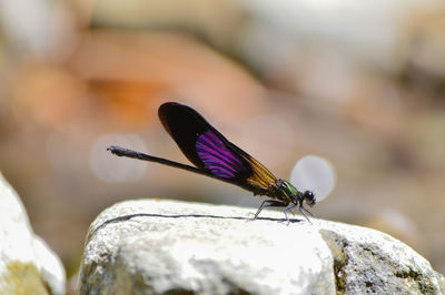 Close-up of butterfly on rock