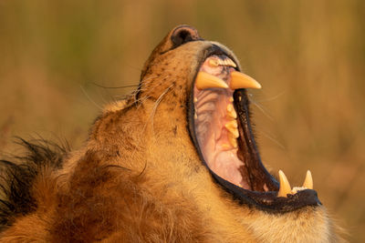 Close-up of male lion yawning showing teeth