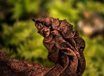 Close-up of plant against blurred background
