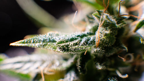 Close-up of cannabis plant growing outdoors