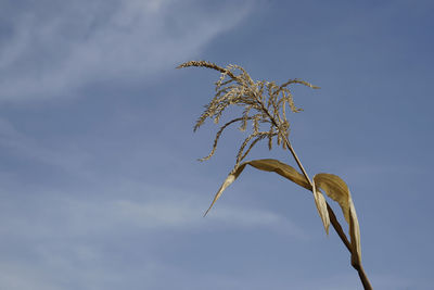 Dry corn plants against blue sky