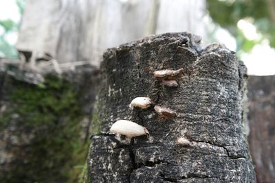 Close-up of tree trunk