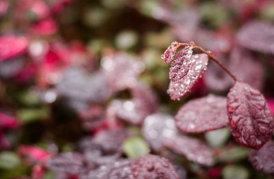 Close-up of pink flower