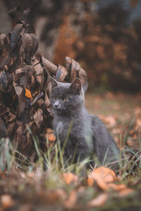 Cat on field