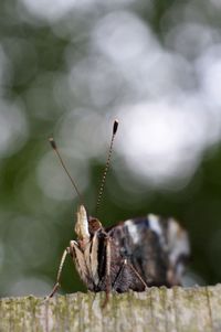 Close-up of insect on wood