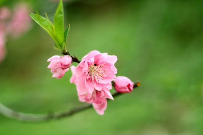 Close-up of pink flowers